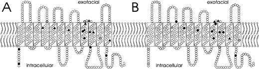 Fig. 3. Relationship of involved amino acid position, antigen density, and Rhesus index. / A model for the orientation of the RhD protein in the red-cell membrane is shown.26 The amino acid positions involved and their effect on antigen density (A) and on Rhesus index (B) are indicated for 15 weak D and 3 partial D alleles with single missense mutations. Symbols denote major changes (▴, antigen density less than 500 RhD antigens/cell or Rhesus index less than 0.2, respectively), moderate changes (•, 500-2000 RhD antigens/cell; Rhesus index, 0.2-0.6), and minor changes (○, more than 2000 RhD antigens/cell; Rhesus index more than 0.6). RhD antigen density was too low for the determination of the Rhesus indices in 2 weak D types (Δ, weak D type 12 and type 17).