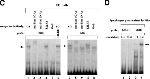Fig. 2. LIL-Stat, which specifically recognizes the LILRE sequence, is not constitutively activated in normal lymphocytes. / A, LILRE was used as a radiolabeled probe. Nuclear extracts prepared from unstimulated lymphocytes of 5 healthy donors were used in lanes 2 to 6. As a control, an ATL cell nuclear extract was used in lane 1. B, LILRE was used as a radiolabeled probe. Nuclear extracts were obtained from untreated (lanes 1 and 3) and IL-1–treated (lanes 2 and 4) lymphocytes of 2 healthy donors. C, An ATL cell nuclear extract and radiolabeled hSIE (lanes 1 to 5) and SIE (lanes 7 to 11) probes were used. As a control study (lane 6), the ATL cell nuclear extract was incubated with a radiolabeled LILRE probe. D, LILRE (lanes 1 and 2) and hSIE (lanes 3 and 4) were used as radiolabeled probes. Lymphocytes preactivated by PHA treatment were not stimulated (lanes 1 and 3) or were stimulated with IL-2 (lanes 2 and 4). EMSAs were conducted as described in Figure 1.