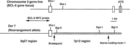Fig. 2. Schematic representation and restriction enzyme map of the chromosome 3 germ-line configuration (BCL6 gene locus) and the chromosome 7 derivative (der 7). / The 3q27 regions are shown by lines, and the 7p12 region by hatched bars. The breakpoint is indicated with a vertical arrow, and the presence of the Ikaros coding-exon 1 with a dashed vertical arrow. Exons I to III of the BCL6 gene are boxed. A BCL6 major translocation cluster (MTC) probe was used to screen a genomic DNA library constructed from patient 2.