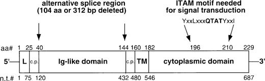 Fig. 1. Schematic of the CD79b molecule. / Top numbers refer to the amino acid positions (aa#), bottom numbers refer to the nucleotide positions (n.t.#). L indicates the leader peptide, TM indicates the transmembrane domain, c.p. connotes the connecting peptide, and ITAM refers to the immunoreceptor-tyrosine-based activation motif.