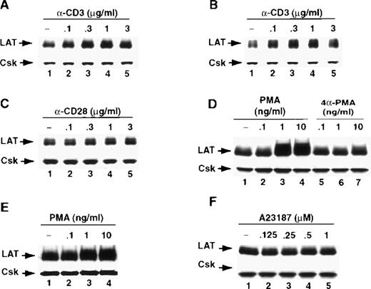 Fig. 1. Ligation of TCR or CD28 or PMA treatment up-regulates the expression of LAT in T cells. / Purified human normal resting T cells (A) or Jurkat T cells (B) were incubated for 16 hours at 37°C in 96-well tissue culture plates in RPMI-5% FCS (lane 1) or in RPMI-5% FCS containing the indicated concentrations of anti-CD3 mAb (lanes 2-5). After incubation, the cells were immediately lysed with 2× boiling SDS-PAGE sample buffer. After boiling, proteins in WCL were separated by SDS-PAGE and then transferred to membranes and immunoblotted with anti-LAT mAb (upper panel) or anti-Csk Ab (lower panel). (C) Jurkat T cells were incubated as described above for 16 hours at 37°C in RPMI-5% FCS (lane 1) or in RPMI-5% FCS containing the indicated concentrations of anti-CD28 mAb (lanes 2-5). Proteins were processed as described above. (D) Jurkat T cells were incubated as described above for 16 hours at 37°C in RPMI-5% FCS (lane 1), RPMI-5% FCS containing the indicated concentrations of PMA (lanes 2-4), or RPMI-5% FCS containing 4α-PMA (lanes 5-7). Proteins were processed as described above. (E) Purified human normal resting T cells were incubated as described above for 16 hours at 37°C in RPMI-5% FCS (lane 1) or RPMI-5% FCS containing the indicated concentrations of PMA (lanes 2-4). Proteins were processed as described above. (F) Jurkat T cells were incubated as described above for 16 hours at 37°C in RPMI-5% FCS (lane 1) or RPMI-5% FCS containing the indicated concentrations of the Ca++ ionophore A23187 (lanes 2-5). Proteins were processed as described above. Each of the experiments in this figure was performed at least 3 times with similar results.