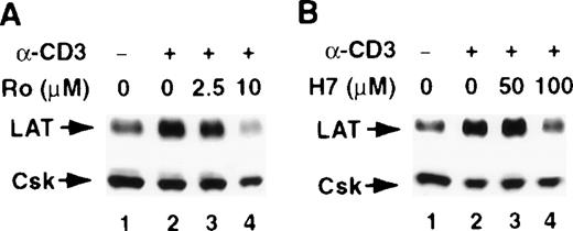 Fig. 3. The involvement of PKC in the stimulus-induced up-regulation of LAT expression. / Jurkat T cells were pretreated with the indicated concentrations of the PKC inhibitors Ro-31-8220 (A and C, lanes 3 and 4) or H-7 RPMI-5% FCS (B and D, lanes 3 and 4) for 2 hours at 37°C and then stimulated in the continuous presence of inhibitors with RPMI-5% FCS containing 1 μg/mL of anti-CD3 mAb (A and B) or RPMI-5% FCS containing 1 ng/mL of PMA (C and D) for 16 hours at 37°C. After incubation, the cells were immediately lysed with boiling 2× SDS-PAGE sample buffer. Proteins in WCL were separated by SDS-PAGE and then transferred to membranes and immunoblotted with anti-LAT mAb or anti-Csk Ab. This experiment was repeated 3 times with similar results.