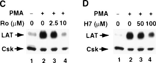 Fig. 3. The involvement of PKC in the stimulus-induced up-regulation of LAT expression. / Jurkat T cells were pretreated with the indicated concentrations of the PKC inhibitors Ro-31-8220 (A and C, lanes 3 and 4) or H-7 RPMI-5% FCS (B and D, lanes 3 and 4) for 2 hours at 37°C and then stimulated in the continuous presence of inhibitors with RPMI-5% FCS containing 1 μg/mL of anti-CD3 mAb (A and B) or RPMI-5% FCS containing 1 ng/mL of PMA (C and D) for 16 hours at 37°C. After incubation, the cells were immediately lysed with boiling 2× SDS-PAGE sample buffer. Proteins in WCL were separated by SDS-PAGE and then transferred to membranes and immunoblotted with anti-LAT mAb or anti-Csk Ab. This experiment was repeated 3 times with similar results.