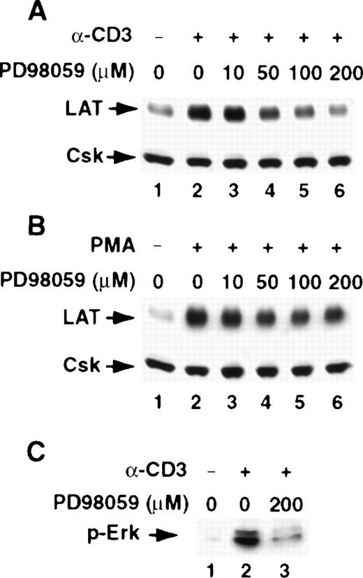 Fig. 4. The MEK inhibitor PD98059 blocks activation-induced up-regulation of LAT expression. / (A) Jurkat T cells were pretreated with the indicated concentrations of the MEK inhibitor PD98059 in RPMI-5% FCS (A and B, lanes 3-6) for 2 hours at 37°C and then stimulated in the continuous presence of the inhibitor with RPMI-5% FCS containing 1 μg/mL of anti-CD3 mAb (A) or RPMI-5% FCS containing 1 ng/mL of PMA (B) for 16 hours at 37°C. After incubation, the cells were immediately lysed with boiling 2× SDS-PAGE sample buffer. Proteins in WCL were separated by SDS-PAGE and then transferred to membranes and immunoblotted with anti-LAT mAb or anti-Csk Ab. This experiment was repeated 4 times with similar results. (C) Inhibition of Erk phosphorylation by PD98059. Jurkat T cells were incubated in RPMI-5% FCS (lanes 1 and 2) or RPMI-5% FCS containing 200 μM of PD98059 (lane 3) for 16 hours at 37°C. After incubation, the cells were washed with RPMI-0.001% bovine serum albumin and then suspended in the same media. The cells were then left untreated (lane 1) or were stimulated with 1 μg/mL of anti-CD3 mAb for 15 minutes (lanes 2 and 3). After incubation, the cells were immediately lysed by adding an equal volume of 2× boiling SDS-PAGE sample buffer, and the proteins in WCL were separated by SDS-PAGE and then transferred to membranes and immunoblotted with anti-phospho-Erk mAb. This experiment was repeated 3 times with similar results.