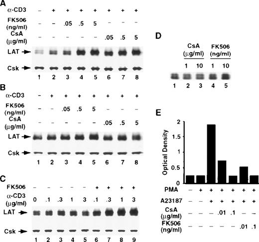 Fig. 5. The calcineurin inhibitors CsA and FK506 potentiate TCR-induced increase in LAT expression. / Jurkat T cells (A) or purified human normal resting T cells (B) were stimulated for 16 hours at 37°C with RPMI-5% FCS containing 1 μg/mL of anti-CD3 mAb in the absence (lane 2) or presence of the indicated concentrations of FK506 (lanes 3-5) or CsA (lanes 6-8). After incubation, the cells were immediately lysed with boiling 2× SDS-PAGE sample buffer. Proteins in WCL were separated by SDS-PAGE and then transferred to membranes and immunoblotted with anti-LAT mAb or anti-Csk Ab. This experiment was repeated 3 times with similar results. (C) Jurkat T cells were stimulated for 16 hours at 37°C with RPMI-5% FCS containing the indicated concentrations of anti-CD3 mAb in the absence (lanes 2-5) or presence (lanes 6-9) of FK506. Proteins were processed as described above. (D) Jurkat T cells were incubated for 16 hours at 37°C in RPMI-5% FCS containing the indicated concentrations of CsA (lanes 2 and 3) or FK506 (lanes 4 and 5). (E) IL-2 level in the supernatants of overnight cultures of Jurkat T cells stimulated for 16 hours at 37°C with 1 ng/mL of PMA or with the combination of PMA and 1 μM Ca++ ionophore in the absence or presence of the indicated concentrations of CsA or FK506. IL-2 level was determined with a sandwich enzyme-linked immunosorbent assay technique using combinations of unlabeled and biotin-labeled antibodies, as described in “Materials and methods.” This experiment was repeated twice with similar results.