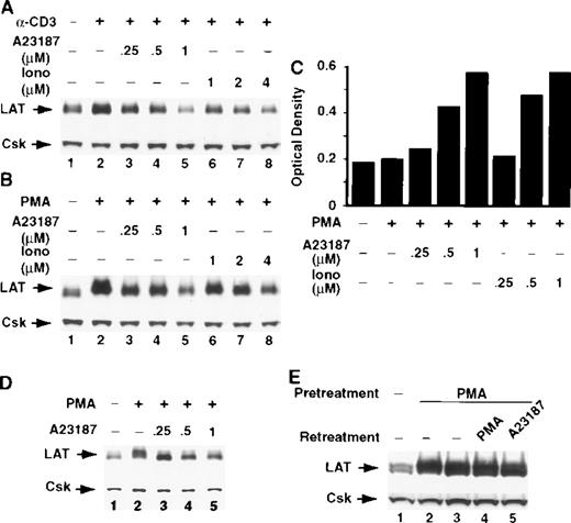 Fig. 6. Ca++ ionophores completely block activation-induced up-regulation of LAT expression. / Jurkat T cells were incubated with RPMI-5% FCS containing 1μg/mL of anti-CD3 mAb (A) or RPMI-5% FCS containing 1 ng/mL of PMA (B) in the absence (A and B, lane 2) or presence of the indicated concentrations of the Ca++ ionophores A23187 (A and B, lanes 3-5) or ionomycin (Iono; A and B, lanes 6-8) for 16 hours at 37°C. After incubation, the cells were immediately lysed with boiling 2× SDS-PAGE sample buffer. Proteins in WCL were separated by SDS-PAGE and then transferred to membranes and immunoblotted with anti-LAT mAb. This experiment was repeated 3 times with similar results. (C) Jurkat T cells were incubated with RPMI-5% FCS containing 1 ng/mL of PMA in the presence of the indicated concentrations of Ca++ ionophore A23187 or ionomycin (Iono) for 16 hours at 37°C. After incubation, the tubes were centrifuged and the supernatants were collected and analyzed for IL-2. (D) Purified human normal resting T cells were incubated with RPMI-5% FCS (lane 1) or RPMI-5% FCS containing 1 ng/mL of PMA in the absence (lane 2) or presence of the indicated concentrations of the Ca++ ionophore A23187 (lanes 3-5). (E) Jurkat T cells were incubated for 16 hours at 37°C in RPMI-5% FCS (lane 1) or RPMI-5% FCS containing 1 ng/mL of PMA (lane 2-5). After incubation, PMA-pretreated cells were washed and then incubated for 8 hours at 37°C with RPMI-5% FCS (lane 3), RPMI-5% FCS containing 1 ng/mL of PMA (lane 4), or RPMI-5% FCS containing 1 μM of Ca++ ionophore A23187 (lane 5). This experiment was repeated twice with similar results.