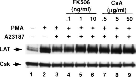 Fig. 7. CsA and FK506 block Ca++ ionophore–mediated inhibition of stimulus-induced up-regulation of LAT. / Jurkat T cells were pretreated with the indicated concentrations of FK506 (lanes 4-6) or CsA (lanes 7-9) for 1 hour at 37°C and then stimulated in the continuous presence of the inhibitors with the combinations of 1 ng/mL of PMA and 1 μM of Ca++ ionophore A23187 for 16 hours at 37°C. After incubation, the cells were immediately lysed with boiling 2× SDS-PAGE sample buffer. Proteins in WCL were separated by SDS-PAGE and then transferred to membranes and immunoblotted with anti-LAT mAb or anti-Csk Ab. This experiment was repeated 3 times with similar results.