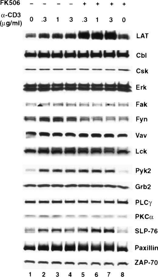 Fig. 8. FK506 preferentially potentiates TCR-induced expression of LAT. / Jurkat T cells were incubated for 16 hours at 37°C with RPMI-5% FCS (lane 1), RPMI-5% FCS containing the indicated concentrations of anti-CD3 mAb in the absence (lanes 2-4) or presence (lanes 5-7) of 5 ng/mL of FK506, or with RPMI-5% FCS containing 5 ng/mL of FK506 (lane 8). After incubation, the cells were immediately lysed with boiling 2× SDS-PAGE sample buffer. Proteins in WCL were separated by SDS-PAGE and then transferred to membranes and immunoblotted with the indicated antibody. This experiment was repeated 4 times with similar results.