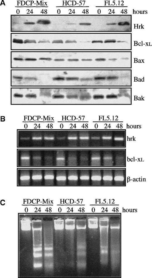Fig. 1. Analysis of Bcl-2 family members and apoptosis in murine hematopoietic progenitor cell lines after growth factor withdrawal. / (A) Western blot analysis of Hrk, Bcl-xL, Bax, Bad, and Bak in cells cultured in the presence (0 hours) or absence of IL-3 (FDCP-Mix, FL5.12) or erythropoietin (HCD-57) for 24 and 48 hours. (B) Semiquantitative RT-PCR analysis of Hrk and Bcl-xL mRNA at 0, 24, and 48 hours after growth factor deprivation. PCR products were electrophoresed onto a 2% agarose gel. β-actin mRNA was used as an amplification control. (C) DNA fragmentation analysis in cells cultured with or without growth factor. Cells were incubated for the indicated time points and genomic DNA fragmentation was monitored by electrophoresis onto a 2% agarose gel and staining with ethidium bromide.