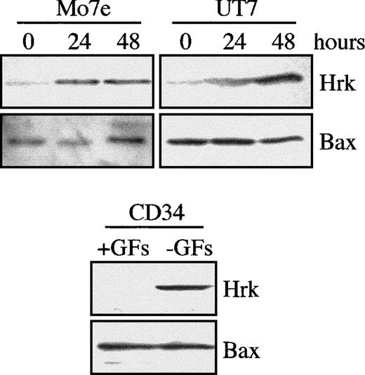 Fig. 2. Expression of Hrk in human cell lines and CD34+ progenitor cells. / Two megakaryoblastic cell lines were cultured in the absence of IL-3 (Mo7e) or GM-CSF (UT7). Bone marrow-derived CD34+ cells were cultured with (+GFs) and without (−GFs) growth factors (IL-3, IL-6, and stem cell factor) for 36 hours. At the indicated time intervals, cells were analyzed for the expression of Hrk and Bax by Western blot.