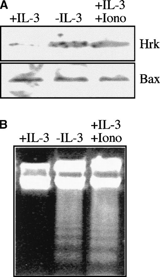 Fig. 3. Analysis of Hrk and apoptosis in FDCP-Mix cells treated with ionomycin. / Cells were cultured for 24 hours with ionomycin in the presence of IL-3 and then analyzed. As controls, cells cultured in the presence or absence of IL-3 were also analyzed. (A) Expression of Hrk and Bax by Western blot. (B) DNA fragmentation analysis by electrophoresis onto a 2% agarose gel and staining with ethidium bromide.