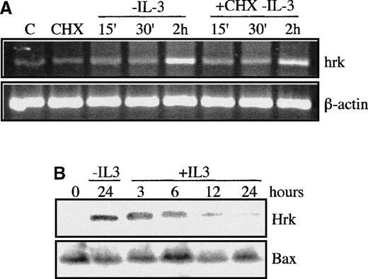 Fig. 4. Expression of Hrk in FDCP-Mix cells treated with a protein synthesis inhibitor. / (A) IL-3-deprived cells were cultured with or without cycloheximide (CHX), and at the indicated time intervals, the mRNA levels of Hrk were analyzed by semiquantitative RT-PCR. As controls, cells maintained with IL-3 in the absence (first lane) or in the presence (second lane) of CHX were also analyzed and showed no induction of Hrk. PCR products were electrophoresed onto a 2% agarose gel. β-actin mRNA was used as an amplification control. (B) Cells were deprived of IL-3 for 24 hours and then stimulated for different time intervals with IL-3. The expression of Hrk and Bax proteins was determined by Western blotting with use of specific antibodies.