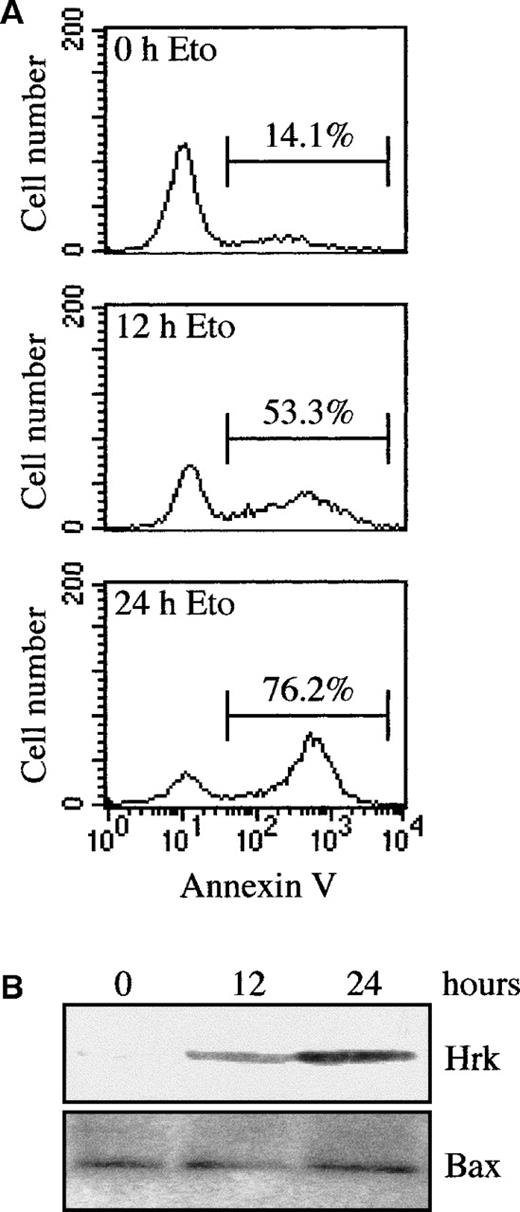Fig. 5. Analysis of Hrk and apoptosis in etoposide-treated FDCP-Mix cells. / (A) Cells were treated for different times with etoposide in the presence of IL-3 and then analyzed by flow cytometry with fluorescein isothiocyanate-labeled annexin V. Numbers above the selected regions indicate the percentage of apoptotic cells. (B) Western blot analysis of Hrk and Bax expression in FDCP-Mix cells treated with etoposide for 12 and 24 hours in the presence of IL-3.