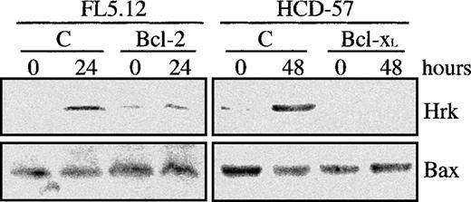 Fig. 6. Analysis of the Hrk expression in cells transfected with Bcl-2 or Bcl-xL. / FL5.12 cells transfected with human Bcl-2 cDNA and HCD-57 cells transfected with human Bcl-xL cDNA were cultured in the absence of IL-3 and Epo, respectively, for the indicated times and then analyzed for the expression of Hrk and Bax proteins by Western blot. As control, FL5.12 and HCD-57 cells subjected to the same culture conditions were also analyzed (lane C).