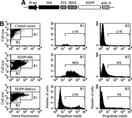 Fig. 8. Cell death analysis of FL5.12 cells transiently transfected with pIRES-EGFP-Hrk. / (A) Schematic structure of the bicistronic vector containing the internal ribosomal entry site (IRES) and the Hrk and EGFP cDNAs. (B) Flow cytometry analysis of cells after 24 hours of transfection with pIRES-EGFP containing Hrk in the sense or inverted orientation (io). Quadrants in the dot plots were set according to the green fluorescence of cells transfected with a negative control vector (pIRES-Neo). Histograms represent the percentage of cells stained with propidium iodide in the green fluorescence positive population (R1) and the green fluorescence negative population (R2). All histograms and dot plots are from a representative experiment (n = 3).