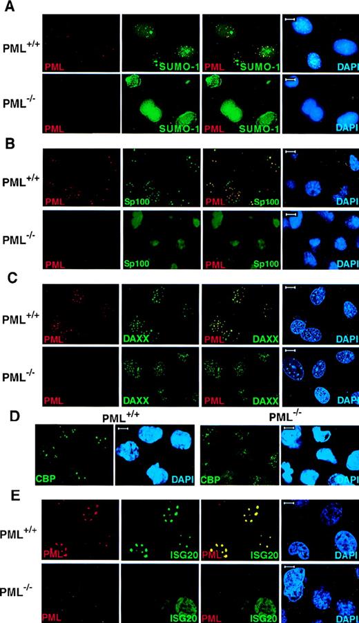 Fig. 1. PML is required for the NB localization of SUMO-1, Sp100, Daxx, CBP, and ISG20. / Primary MEFs were grown on chambered slides before immunofluorescence analysis. MEFs were double-labeled for PML and (A) SUMO-1, (B) Sp100, and (C) Daxx. (D) The localization of endogenous CBP in PML+/+ and PML−/− MEFs. (E) The localization of transfected HA-ISG20 in PML+/+ and PML−/− MEFs. Primary cells were transfected with HA-ISG20. After 24 hours, cells were harvested and stained for the HA epitope. Representative confocal micrographs are shown, with the respective immunofluorescent colors (PML, red; SUMO-1/Sp100/Daxx/CBP/HA-ISG20, green; DAPI, blue) labeled in the lower corners of each image. Colocalization is reflected by the yellow color. Bar: 5 μm.