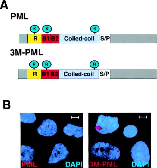 Fig. 3. 3M-PML forms aberrant nuclear aggregates. / (A) Schematic structure of PML and 3M-PML. Wild-type PML can be modified by SUMO-1 at amino acid positions 65, 160, and 490 through 3 lysines (K). In 3M-PML, the 3 lysines were mutated to arginines (R). R: RING finger domain. B1, B2: B-boxes. Coiled coil: helical coiled-coil region. S/P: serine/proline-rich region. (B) Localization of transfected wild-type PML and 3M-PML. Representative confocal micrographs are shown, with the immunofluorescent colors (PML/3M-PML, red; DAPI, blue) labeled in the lower corners of each image. Bar: 5 μm.