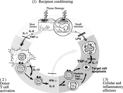 Fig. 1. The immunopathophysiology of GVHD. / Schematic representation of central role of GI tract damage during GVHD. In phase 1, the conditioning regimen (irradiation, chemotherapy, or both) leads to the damage and activation of host tissues, especially the intestinal mucosa. This allows the translocation of LPS from the intestinal lumen to the circulation, stimulating the secretion of the inflammatory cytokines TNF-α and IL-1 from host tissues, particularly macrophages. These cytokines increase the expression of MHC antigens and adhesion molecules on host tissues, enhancing the recognition of MHC and minor histocompatibility antigens by mature donor T cells. Donor T-cell activation in phase 2 is characterized by the proliferation of Th1 T cells in the presence of IL-12 and the secretion of IL-2 and IFN-γ. IL-2 and IFN-γ induce further T-cell expansion and CTL and NK cell responses, and they activate mononuclear phagocytes. The CTL and NK effectors damage tissue by perforin/granzyme, FasL, and TNF-α. In phase 3, effector functions of activated mononuclear phagocytes are triggered by the secondary signal provided by LPS and other immuno-stimulatory molecules that leak through the intestinal mucosa damaged during phases 1 and 2. This damage results in the amplification of local tissue injury, and it further promotes an inflammatory response. Damage to the GI tract in this phase, principally by inflammatory cytokines, amplifies LPS release and leads to the “cytokine storm” characteristic of severe acute GVHD. Double lines show the points at which KGF and IL-11 both interrupt this process, whereas single lines reflect interruption by IL-11 only. IL-11, but not KGF, promotes type 2 donor T-cell differentiation and inhibits IFN-γ secretion. Neither IL-11 nor KGF impairs CTL or NK function, thereby preserving GVL effects. The reduction in GI tract damage by these “cytokine shields” prevents systemic LPS translocation and reduces inflammatory cytokine production, culminating in reduced GI tract damage and subsequent death from GVHD.