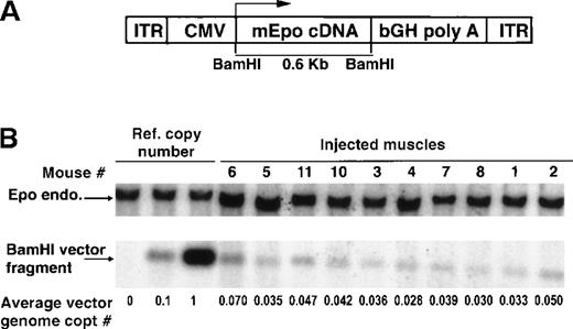 Fig. 1. Quantification of rAAV-CMV-Epo vector genomes in the muscles of injected β-thalassemic mice. / (A) The vector diagram: ITR indicates AAV-2 inverted terminal repeats; CMV, immediate early promoter/enhancer elements from CMV; mEpo, murine erythropoietin; and bGH polyA, polyadenylation signal of the bovine growth hormone gene. The BamH-I fragment used as a probe is indicated. (B) Southern blot analysis of BamH-I–digested high-molecular-weight DNA extracted from injected muscle. Analysis was performed after injection at 2 months (mice Nos. 5 and 6), 5 months (mouse No. 11), 10 months (mice Nos. 3 and 10), and 1 year (mice Nos. 1, 2, 4, 7, and 8). Reference copy numbers (ref. copy numbers) correspond to 1 copy (20 pg, lane 1) or 0.1 copy (2 pg, lane 0.1) of the AAV-CMV-Epo plasmid DNA. Endogenous Epo (Epo endo.) and vector signals are shown. Quantification of vector genome copies was performed with a PhosphorImager (Molecular Dynamics) according to the ref. copy number and Epo endo. signals.