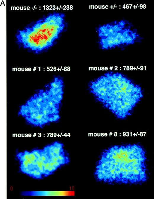 Fig. 4. Erythroid cell proliferation measured by 59Fe uptake assay. / Treated β-thalassemic mice (continuous lines), untreated β-thalassemic controls (n = 3, dotted lines), and heterozygous controls (n = 3, dashed lines) were injected with 0.028 MBq (0.75 μCi) of 59Fe in the tail vein. (A) Radioactivity in spleen sections (β-imager exposure, 755 minutes). Values are the mean ± SEM of counted cpm/mm2 on 8 sections (treated mice), 29 sections (untreated controls), and 38 sections (heterozygote controls). Values scored in mice Nos. 4 and 7 were 551 ± 56 and 711 ± 67, respectively (not shown). Gradation color indicates local radioactivity, according to the scale. (B) Kinetics of the disappearance of radioactivity in plasma. Values correspond to individually treated mice, indicated by number, or are the mean ± SEM for controls.