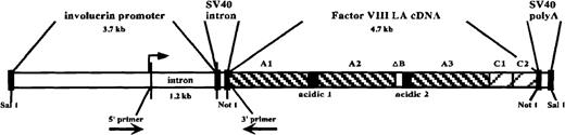 Fig. 1. pinvVIIILA transgene construct. / From 5′ to 3′: human involucrin promoter region (including 1.2-kilobase intron), SV40 intron sequences, human factor VIIILA (B domain–deleted) cDNA, and SV40 polyadenylation signal. The domain composition of factor VIIILA, including the retained remnant of the central B domain (ΔB), is depicted. The transgene is liberated from the vector backbone by SalI digestion prior to zygote injections. The 5′ and 3′ primers used for RT-PCR analysis flank the intron sequences as shown. The upstream primer is based in 5′ untranslated sequences derived from the involucrin promoter region, while the downstream primer is derived from factor VIII coding region. Therefore, the 210–base pair RT-PCR amplification product from this primer pair is specific for fully spliced, transgene-derived message. The transcription initiation site is designated by the arrow upstream of the first intron.