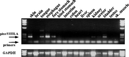 Fig. 3. RT-PCR analysis of pinvVIIILA expression in transgenic mice. / RT-PCR analysis of several tissues from a pinvVIIILA mouse is shown. The primer pair depicted in Figure 1 gives a fully spliced, message-specific product of 210 base pairs. There is evidence of transgene expression in skin and other tissues that have stratified squamous epithelia. Tissues that have no stratified squamous epithelia show no transgene expression. Control RT-PCR reactions for RNA integrity used primers specific for mouse glyceraldehyde phosphate dehydrogenase (GAPDH) message (bottom panel).