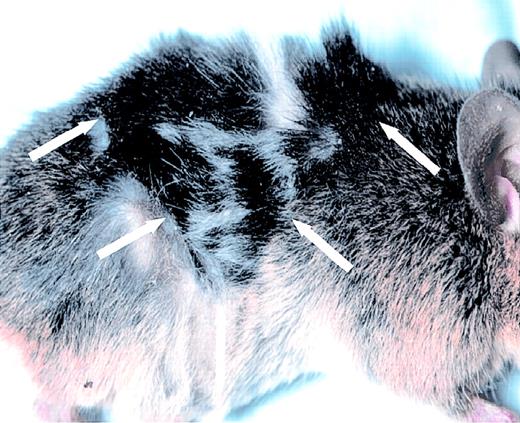 Fig. 5. Factor VIII–expressing skin graft. / A graft of black transgenic donor skin is shown on a factor VIII/RAG-1 double knockout recipient mouse. The edges of the graft are demarcated by the arrows. A similar graft is present on the contralateral flank of this mouse. See also Table 2 and Table 3.