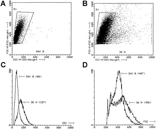 Fig. 2. Scatter profile of sorted ABM CD34+ cells. / SSC versus FSC at day 0 (A) and after a 36-hour preincubation with IL-3 + SCF + TNF-α (B). The SSC histogram (C) and the FSC histogram (D) of the cells gated in R1. Numbers between parentheses, mean channel number. Dot plots represent the scatter profiles for a single ABM CD34+ experiment, but similar plots were obtained for the other ABM experiments when using CD34++CD38−, CD34+CD38+, and CD34+Lin− cells.