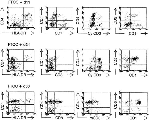 Fig. 3. Kinetic analysis of the development of ABM CD34+Lin− cells in hybrid FTOC. / CD34+Lin− ABM cells were sorted and cultured together with mouse thymic lobes. After various incubation times (as indicated), the lobes were minced and a flow cytometric analysis was performed after staining the cells with monoclonal antibodies directed against human antigens as indicated in the axis of the dot plot. CyCD3, cytoplasmic CD3; mCD3, membrane CD3.