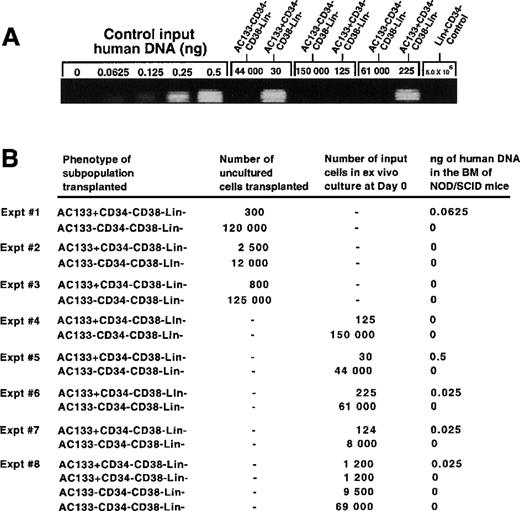 Fig. 4. Transplantation into NOD/SCID mice of ex vivo cultured subsets of AC133+and AC133− cells isolated from the CD34−CD38−Lin−population. (A) Human-mouse DNA mixtures were used for PCR amplification of CART-1 human-specific gene sequence. A total of 200 ng of genomic DNA from BM cells of nontransplanted control NOD/SCID mice was mixed with equal volumes of serially diluted (0, 0.0625, 0.125, 0.25, and 0.5 ng) human genomic DNA. There were no detectable PCR products in the absence of human DNA, indicating the specificity of the PCR reaction to human sequence. However, increased amounts of human DNA allowed for the detection of a linearly increasing signal. PCR reactions of the human-mouse DNA mixture were compared to 200 ng DNA extracted from NOD/SCID mice transplanted with ex vivo–cultured cell populations as indicated. (B) Summary of the level of human cell engraftment detectable in NOD/SCID mice transplanted with AC133+ and AC133− subfractions isolated from the CD34−CD38−Lin−populations in 8 independent experiments. Experiments 1 to 3 represent transplantation of NOD/SCID with uncultured de novo isolated subfractions, whereas experiments 4-8 represent results from mice transplanted with subfractions cultured for 3 days in serum-free media. Experiments 2, 3, and 8 represent transplantation of cells isolated from 3 pooled CB samples.