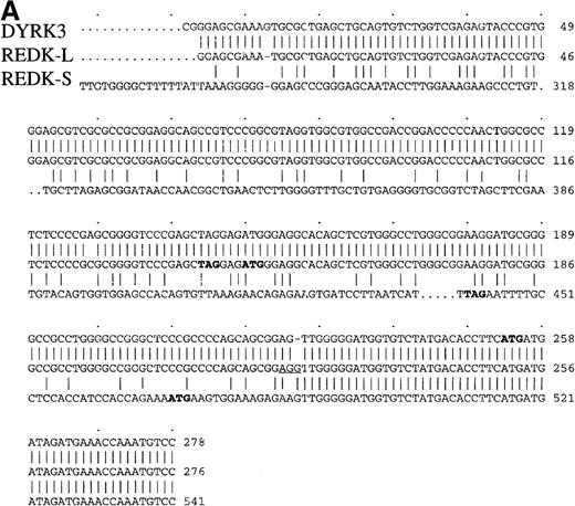 Fig. 1. Nucleotide alignment of the REDK-L and REDK-S cDNA. / (A) The 5′-ends of the cDNA are shown, with nucleotides numbered according to the longest clone obtained. Initiation codons for REDK-L, REDK-S, and DYRK3 are in bold, as are upstream in-frame stop codons for REDK-L and REDK-S. Downstream sequences for REDK-L, REDK-S, and DYRK3 are identical and are not shown. (B) Translated amino acid sequences for REDK-L and REDK-S. Residues predicted to contribute to ATP binding are underlined. Active site catalytic residues are bold. The start of the DYRK3 product coincides with Met36 in REDK-L (designated by an asterisk).