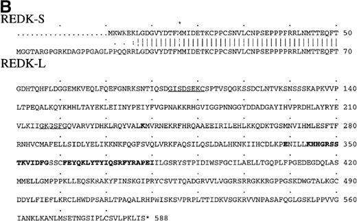Fig. 1. Nucleotide alignment of the REDK-L and REDK-S cDNA. / (A) The 5′-ends of the cDNA are shown, with nucleotides numbered according to the longest clone obtained. Initiation codons for REDK-L, REDK-S, and DYRK3 are in bold, as are upstream in-frame stop codons for REDK-L and REDK-S. Downstream sequences for REDK-L, REDK-S, and DYRK3 are identical and are not shown. (B) Translated amino acid sequences for REDK-L and REDK-S. Residues predicted to contribute to ATP binding are underlined. Active site catalytic residues are bold. The start of the DYRK3 product coincides with Met36 in REDK-L (designated by an asterisk).