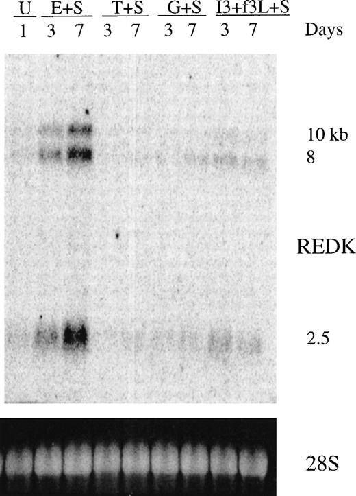 Fig. 3. Expression of REDK message in bone marrow. / Total RNA from untreated (U) human bone marrow or from cells treated with stem cell factor (S), erythropoietin (E), thrombopoietin (T), granulocyte-colony stimulating factor (G), interleukin-3 (I3), or flt3 ligand (f3L) for 3 or 7 days was blotted and hybridized to the REDK cDNA probe. Hybridization to a DNA oligonucleotide probe for 28S RNA is shown to display relative loading of the RNA.
