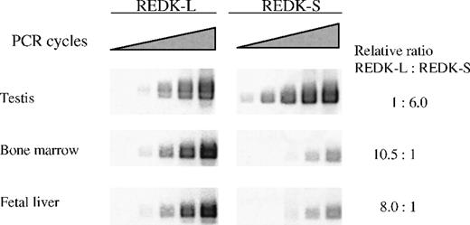Fig. 5. Semiquantitative RT-PCR determination of the REDK-L and REDK-S messages. / PCR amplification was performed on first-strand cDNA using sense primers specific for the long form or the short form, and a common antisense primer. Bands produced from exponential amplification were volume quantitated and normalized to G3PDH for comparison.