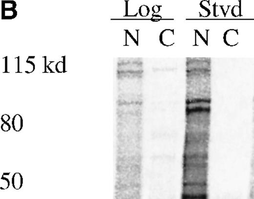 Fig. 8. REDK is predominantly a nuclear protein. / (A) UT7-EPO cells were in log phase (L) or starved for EPO (S) for 2 days. Crude cytoplasmic (CPX) and nuclear protein (NPX) extracts were prepared, and proportionate amounts of cytoplasmic and nuclear protein were transferred to nitrocellulose. The Western was probed with REDK-specific sera and detected by ECL. (B) REDK was immunoprecipitated from companion cytoplasmic and nuclear protein extracts with affinity-purified antisera for REDK and reacted after the addition of 33P-ATP. Products were denatured, electrophoresed, and exposed for imaging. Normalized volumes of protein extracts were loaded so that each lane contained immunoprecipitates from the same number of cells.