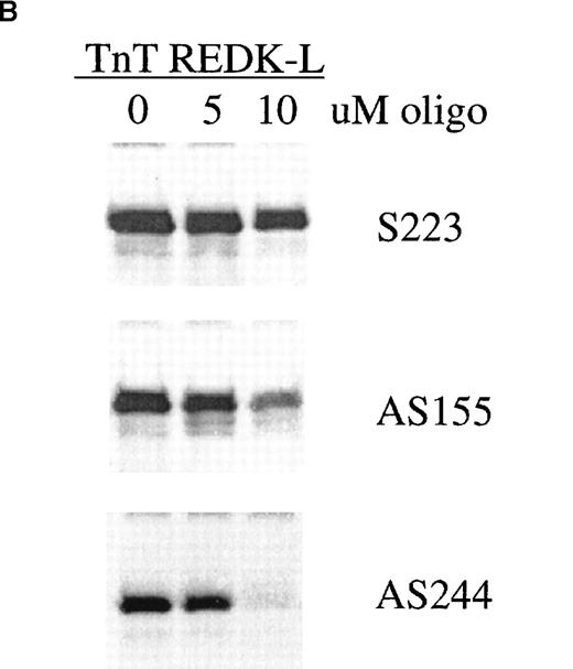Fig. 11. Antisense phosphorothioate DNA oligonucleotides to REDK promote erythroid colony formation. / (A) Low-density mononuclear bone marrow cells were plated in semisolid medium with EPO after incubation with sense (S223) or antisense (AS155, AS244, AS480) phosphorothioate DNA oligonucleotides. CFU-E were scored at 7 days in multiple wells. (B) Antisense oligonucleotides inhibit in vitro transcription/translation. TnT reactions containing the REDK-L cDNA were incubated with no oligo or with 5 or 10 μmol/L S223, AS155, or AS244. Products were determined by Western blot analysis. (C) Antisense phosphorothioate DNA oligonucleotides to REDK stimulate early erythroid progenitors. Low-density mononuclear bone marrow cells were plated in semisolid medium with saturating, synergistic factors (methycellulose-based medium) after incubation with sense (S223) or antisense (AS155, AS244, AS480) phosphorothioate DNA oligonucleotides. BFU-E was scored at 12 days in multiple wells.
