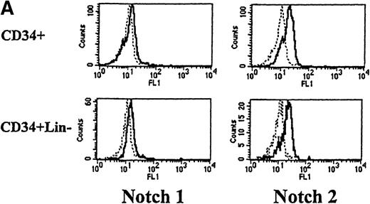 Fig. 2. Expression of Notch-1 and Notch-2 by human bone marrow cells and peripheral blood. / (A) Fluorescence histograms of human bone marrow cells stained with anti–Notch-1 and -2 antibodies and CD34, or CD34 and the absence of other antigens associated with lineage commitment. The x-axis represents log fluorescence intensity and the y-axis represents cell number. The solid line represents staining with anti–Notch-1 and -2 antibodies, and the dashed line represents staining with an isotype-matched control antibody of irrelevant specificity. (B) Notch-1 and -2 expression by human bone marrow cells committed to monocytic (CD14), granulocytic (CD15), and erythroid (glycophorin A) lineages. The x-axis represents log fluorescence intensity and the y-axis represents cell number. The solid line represents staining with anti–Notch 1-and 2-antibodies, and the dashed line represents staining with an isotype-matched control antibody. (C) Notch-1 and -2 expression by human peripheral blood cells. Fluorescence histograms for 2 color studies gated on cells committed to monocytic (CD14), granulocytic (CD15), T-cell (CD4, 8), or B-cell (CD20) lineages are shown. The x-axis represents log fluorescence intensity and the y-axis represents cell number. The solid line represents staining with anti–Notch-1 and -2 antibodies, and the dashed line represents staining with an isotype-matched control antibody.