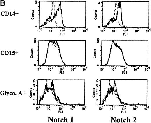 Fig. 2. Expression of Notch-1 and Notch-2 by human bone marrow cells and peripheral blood. / (A) Fluorescence histograms of human bone marrow cells stained with anti–Notch-1 and -2 antibodies and CD34, or CD34 and the absence of other antigens associated with lineage commitment. The x-axis represents log fluorescence intensity and the y-axis represents cell number. The solid line represents staining with anti–Notch-1 and -2 antibodies, and the dashed line represents staining with an isotype-matched control antibody of irrelevant specificity. (B) Notch-1 and -2 expression by human bone marrow cells committed to monocytic (CD14), granulocytic (CD15), and erythroid (glycophorin A) lineages. The x-axis represents log fluorescence intensity and the y-axis represents cell number. The solid line represents staining with anti–Notch 1-and 2-antibodies, and the dashed line represents staining with an isotype-matched control antibody. (C) Notch-1 and -2 expression by human peripheral blood cells. Fluorescence histograms for 2 color studies gated on cells committed to monocytic (CD14), granulocytic (CD15), T-cell (CD4, 8), or B-cell (CD20) lineages are shown. The x-axis represents log fluorescence intensity and the y-axis represents cell number. The solid line represents staining with anti–Notch-1 and -2 antibodies, and the dashed line represents staining with an isotype-matched control antibody.