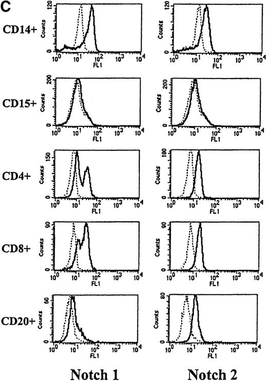 Fig. 2. Expression of Notch-1 and Notch-2 by human bone marrow cells and peripheral blood. / (A) Fluorescence histograms of human bone marrow cells stained with anti–Notch-1 and -2 antibodies and CD34, or CD34 and the absence of other antigens associated with lineage commitment. The x-axis represents log fluorescence intensity and the y-axis represents cell number. The solid line represents staining with anti–Notch-1 and -2 antibodies, and the dashed line represents staining with an isotype-matched control antibody of irrelevant specificity. (B) Notch-1 and -2 expression by human bone marrow cells committed to monocytic (CD14), granulocytic (CD15), and erythroid (glycophorin A) lineages. The x-axis represents log fluorescence intensity and the y-axis represents cell number. The solid line represents staining with anti–Notch 1-and 2-antibodies, and the dashed line represents staining with an isotype-matched control antibody. (C) Notch-1 and -2 expression by human peripheral blood cells. Fluorescence histograms for 2 color studies gated on cells committed to monocytic (CD14), granulocytic (CD15), T-cell (CD4, 8), or B-cell (CD20) lineages are shown. The x-axis represents log fluorescence intensity and the y-axis represents cell number. The solid line represents staining with anti–Notch-1 and -2 antibodies, and the dashed line represents staining with an isotype-matched control antibody.