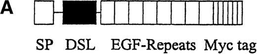 Fig. 3. Presentation of Deltaext-myc. / (A) A schematic diagram of the truncated form of the extracellular domain of Delta-1, Deltaext-myc. The construct contains the extracellular domain of Delta, including the signal peptide (SP), conserved DSL domain, EGF repeats, and 6 myc tag epitopes. (B) A schematic diagram of the presentation of Deltaext-myc. Each panel represents a mode of presentation of Deltaext-myc. In Panel A, Deltaext-myc is presented in immobilized form, bound to 9E10 F(ab′)2 antibody fragments that is bound to the plastic. In Panel B, Deltaext-myc is presented in the absence of antibody fragments (see “Materials and methods”).