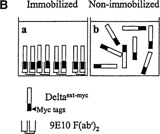 Fig. 3. Presentation of Deltaext-myc. / (A) A schematic diagram of the truncated form of the extracellular domain of Delta-1, Deltaext-myc. The construct contains the extracellular domain of Delta, including the signal peptide (SP), conserved DSL domain, EGF repeats, and 6 myc tag epitopes. (B) A schematic diagram of the presentation of Deltaext-myc. Each panel represents a mode of presentation of Deltaext-myc. In Panel A, Deltaext-myc is presented in immobilized form, bound to 9E10 F(ab′)2 antibody fragments that is bound to the plastic. In Panel B, Deltaext-myc is presented in the absence of antibody fragments (see “Materials and methods”).