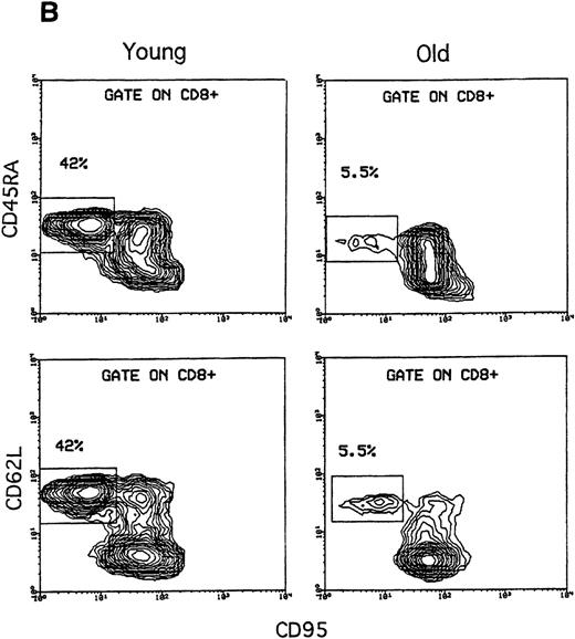 Fig. 2. Analysis of CD45RA and CD62L expression versus CD95 expression in both CD4 and CD8 subsets. / Freshly isolated PBMCs were stained with the following combinations of FITC-, PE-, and CyChrome-conjugated mAbs: CD95, CD45RA or CD62L, and CD4 or CD8. Analysis of CD45RA and CD62L expressions (Y axis) versus the CD95 expression (X axis) was carried out using lymphocytes from the same donors of Figure 1. (A) Within CD4 T cells, all CD95− cells (square box) were CD45RA+ and CD62L+ in both young and old donors. (B) Similarly, all CD8+CD95− cells (square boxes) were CD45RA+ and CD62L+. It is important to note that in both CD4 and CD8 cells, the percentages of CD95− T cells were substantially identical to those of the double-positive CD45RA+CD62L+ T cells shown in Figure 1.