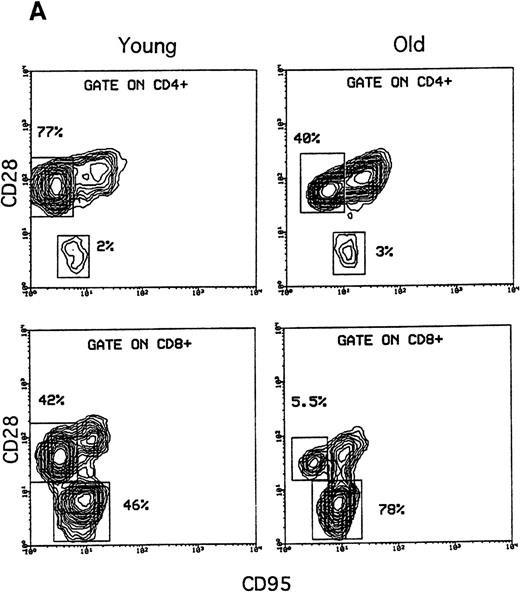 Fig. 3. Comparison of CD28 expression versus CD95 or CD45RA expression in both CD4 and CD8 T cells. / Freshly isolated PBMCs were stained with the following combinations of FITC-, PE-, and CyChrome-conjugated mAbs: CD95 or CD45RA, CD28, and CD4 or CD8. (A) In both the young and old subjects, 5% probability contour plots of CD28 expression (Y axis) versus CD95 expression (X axis) showed that both CD4 and CD8 T cells were made of 3 different subsets: CD95−CD28+ (upper-left boxes), CD95+CD28+ (ungated), and CD95+CD28− (lower boxes). In all stainings, CD28− T cells expressed CD95 at lower intensity than the CD28+CD95+ counterparts. (B) Analysis of CD28 expression (Y axis) versus CD45RA expression (X axis). In both the young and old donors, not all CD45RA+ T cells expressed CD28. Within the CD4+ T cells, all CD45RA+ were CD28+ (upper-right box), whereas in the CD8+ T cells, CD45RA+ T cells comprised both CD28+ (upper-right box) and CD28− T cells (lower-right box). Note that the data were obtained using lymphocytes from the same donors as in Figure 1 and 2.