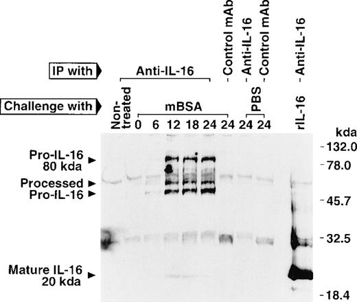 Fig. 4. Western blot analysis of IL-16 produced in DTH footpads. / Sensitized mice were challenged with mBSA into footpads, and swollen footpads were cut off, minced in cold PBS, and briefly incubated on ice. Resultant supernatant was immunoprecipitated by anti-IL-16 (14.1) or an isotype-matched control mAb (MOPS-173), electrophoresed on an SDS-polyacrylamide (10%-20% gradient) gel, and subjected to Western blot analysis using biotinylated anti-IL-16 (17.1) or isotype-matched control mAb (MOPC-21). Similar results were obtained in 2 independent experiments.