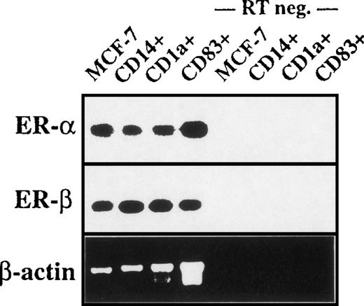 Fig. 5. Monocytes, immature DC, and mature DC express mRNA for ER- and ER-β. / CD14+, CD1a+, and CD83+ cells were sorted with MACS as described in “Materials and methods.” The hybridized PCR products of ER-α and ER-β are shown. MCF-7 breast cancer cells were used as a positive control for the ER mRNA expression. RT was omitted from the control reactions. The constitutively expressed β-actin is shown in the bottom panel.