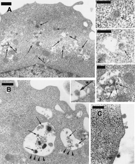 Fig. 8. Transmission electron microscopy of BCBL-1 cells treated with TPA plus hr-NGF after 48 hours of culture. / (A) Numerous mature HHV-8 virions (arrows) were observed both in cytoplasm and in dilated cisternae of the endoplasmic reticulum (ER). The small pictures in the upper right-hand corner detail HHV-8 virions in the (1) cell cytoplasm and (2,3) dilated cisternae of ER. In some cases, (2) the outer membrane of the viral particles was connected to the ER membrane, suggesting a possible budding into ER. (B) Electron dense material and mature virions inside intracytoplasmic vesicles (arrowheads) were observed just beneath the cell membrane; a detail at higher magnification is inserted in *. (C) Morphologically mature viral particles are seen in the extracellular space of BCBL-1 cells. The bars in (A, B) equal 400 nm; in (C), 300 nm; and in (1, 2, 3), 200 nm.