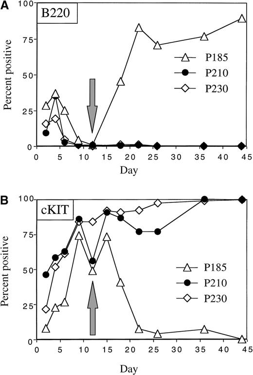 Fig. 4. The presence of cytokines and autologous stroma inhibits the outgrowth of cytokine-independent p210- and p230-expressing pre-B cells. / Two days after retroviral-mediated gene transfer, mouse bone marrow cells were expanded in the presence of autologous stroma and cytokines. After 12 days, nonadherent cells were replated in the absence of cytokines (indicated by the arrows). Cells were serially analyzed for the expression of B220 (A) and cKit (B).