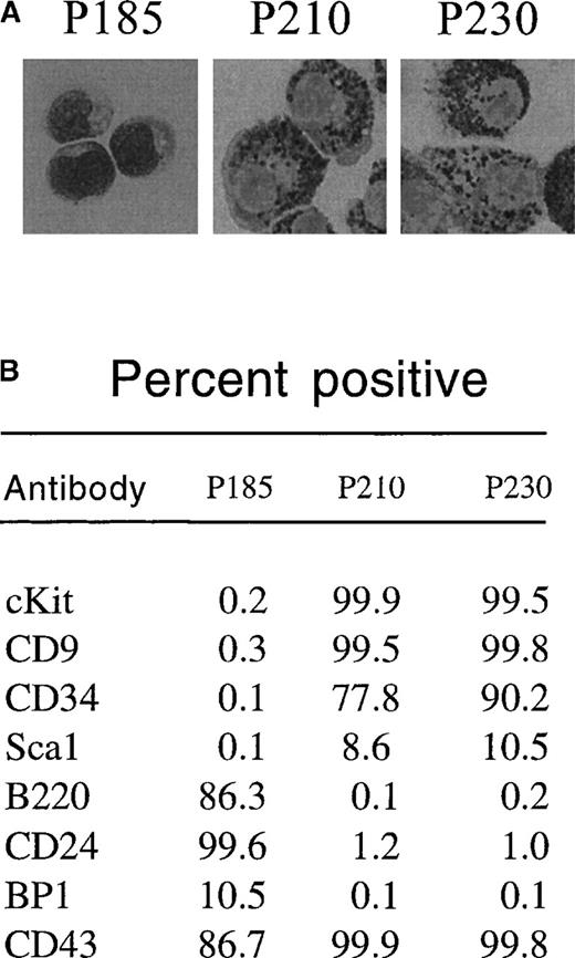 Fig. 5. p185-expressing primary mouse bone marrow cells expanded with cytokines and stroma differentiate into pre-B cells after cytokine withdrawal, whereas p210-and p230-expressing cells differentiate into myeloid/monocyte cells under the same conditions. / Two days after retroviral-mediated gene transfer, primary mouse bone marrow cells were expanded in the presence of autologous stroma and cytokines. After 12 days, nonadherent cells were replated in the absence of cytokines. Thirty-two days after replating (44 days after retroviral-mediated gene transfer), GFP-positive cells were subjected to cytospin and Wright's stain (A) or flow cytometry (B) to detect expression of the indicated cell surface markers.