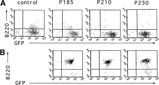 Fig. 6. Cytokine withdrawal from Bcr-Abl–expressing primary mouse bone marrow cells after 10 days of cytokine support in the absence of autologous stroma leads to the outgrowth of pre-B cells. / Two days after retroviral-mediated gene transfer, Bcr-Abl and control cells were selected for expression of GFP by FACS. These cells were expanded in the presence of cytokines without autologous stroma for 10 days and analyzed for the expression of GFP and B220 (A). Six days after cytokine withdrawal from Bcr-Abl–expressing cultures (16 days after selection for GFP-expressing cells), cells were again analyzed by flow cytometry for expression of GFP and B220 (B). Vector-expressing cells were not viable after cytokine withdrawal.