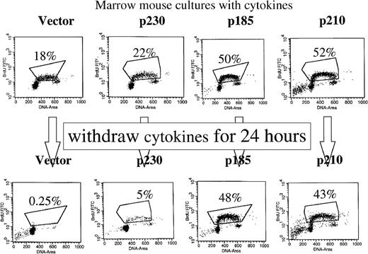 Fig. 7. p230-expressing primary mouse bone marrow cells require cytokines for optimal growth. / GFP-selected, control or Bcr-Abl–expressing primary mouse bone marrow cells were expanded for 10 days with cytokines in the absence of autologous stroma then split into duplicate cultures with (upper panels) and without (lower panels) cytokines. Twenty-four hours later, cultures were incubated in bromodeoxyuridine and analyzed for S-phase fraction.